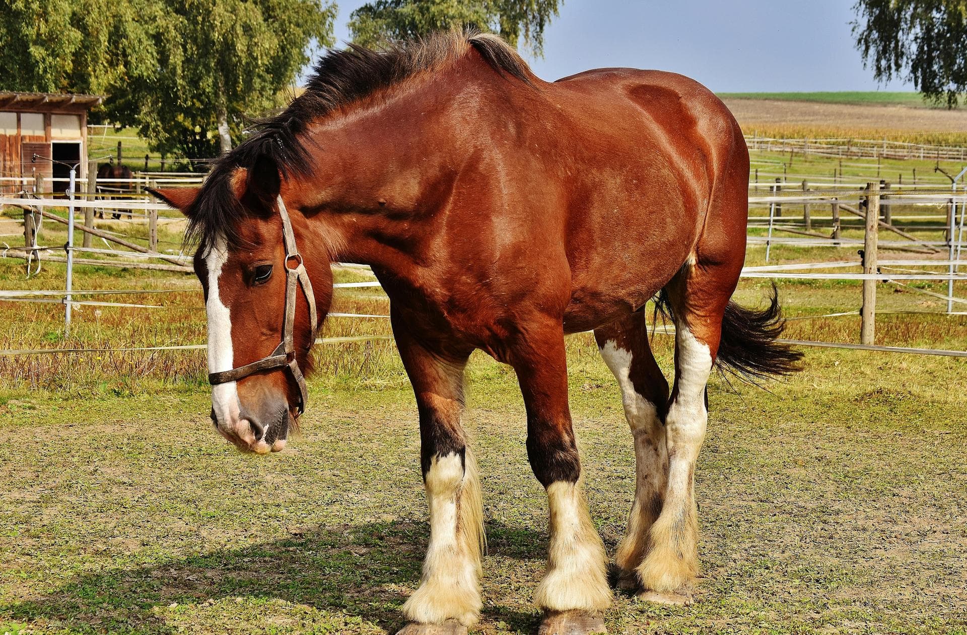 Best Vets in Fordingbridge